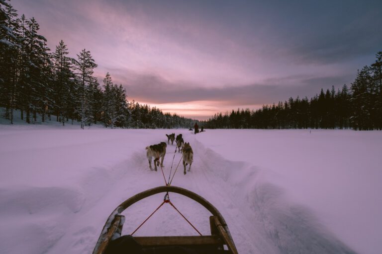 Lapland husky safari